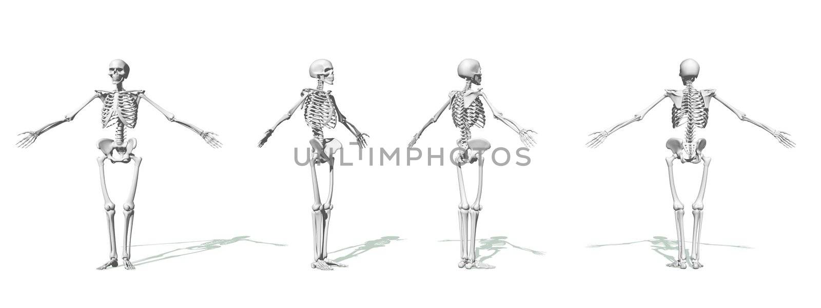 Four white skeleton face, side and back in white background