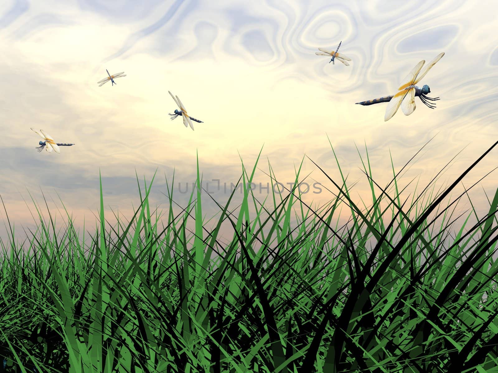 Several dragonflies flying upon green grass by sunset