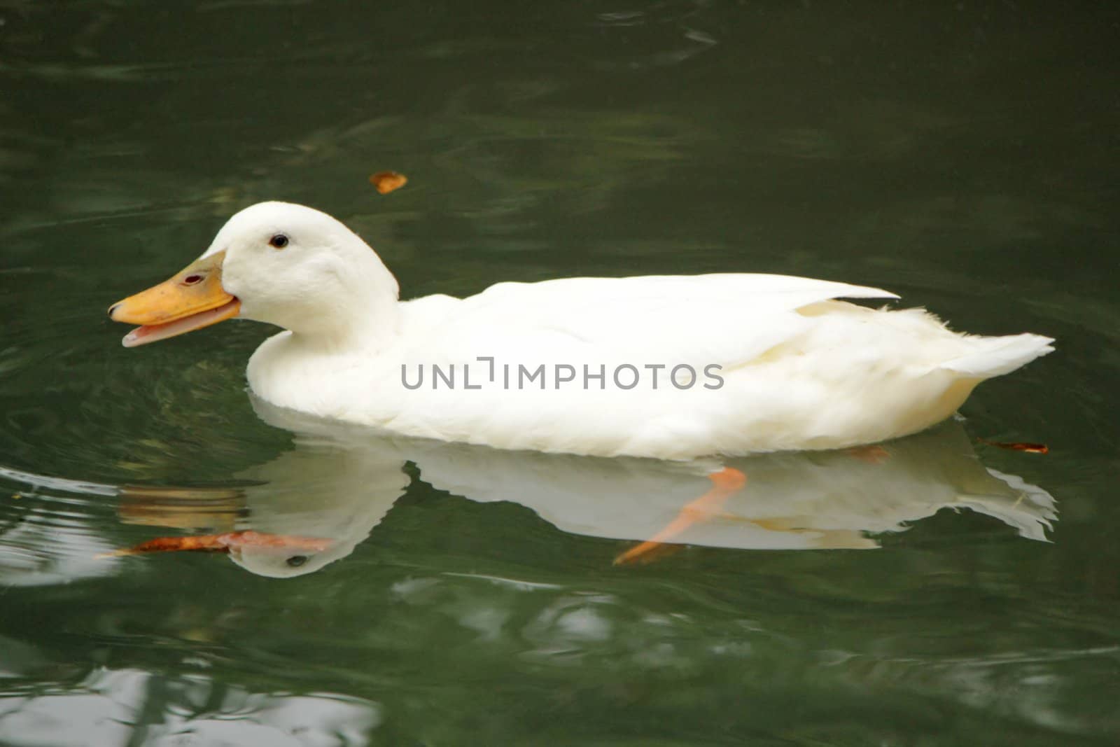 White duck swimming in the water with its beak open
