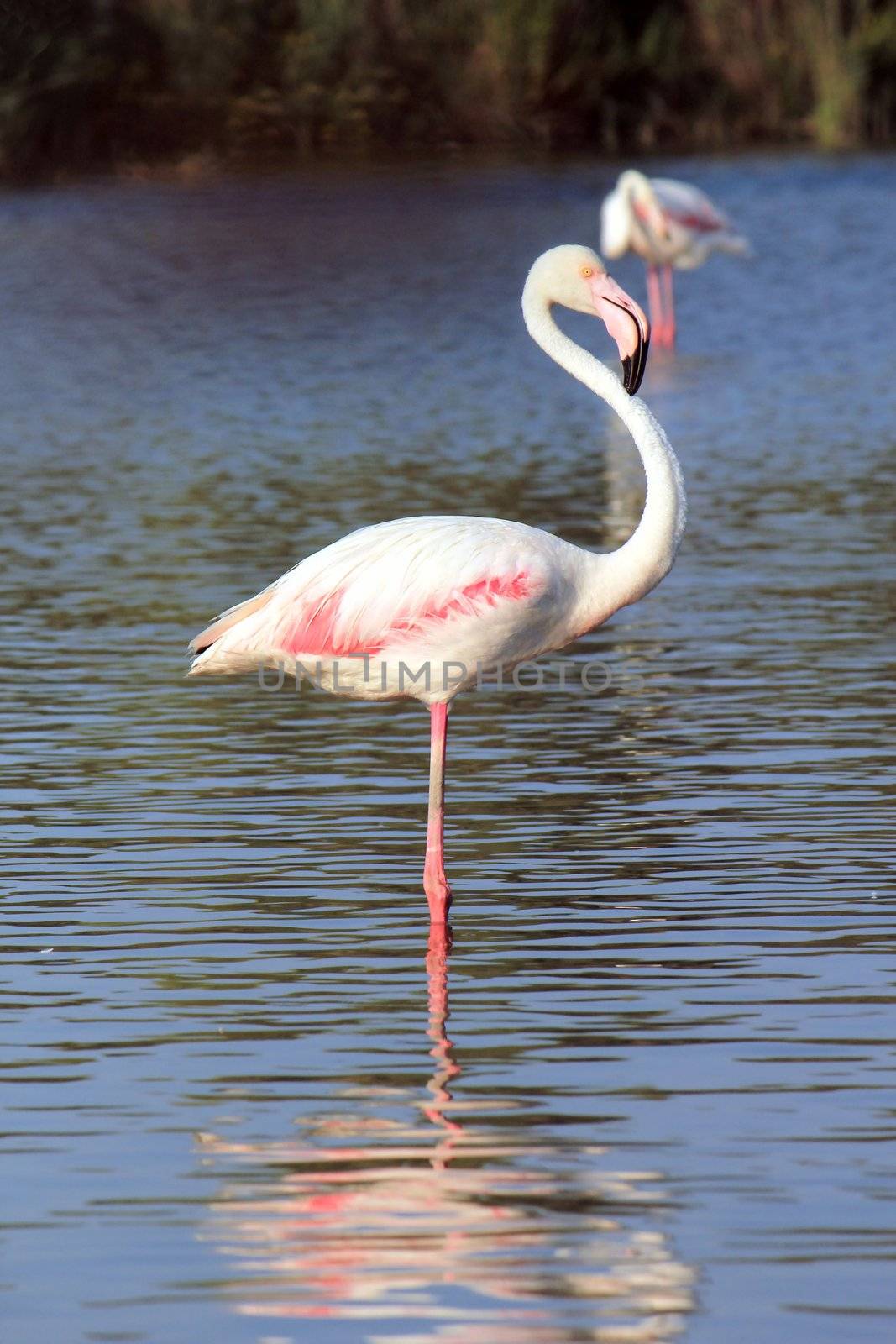 Beautiful flamingo standing in the water