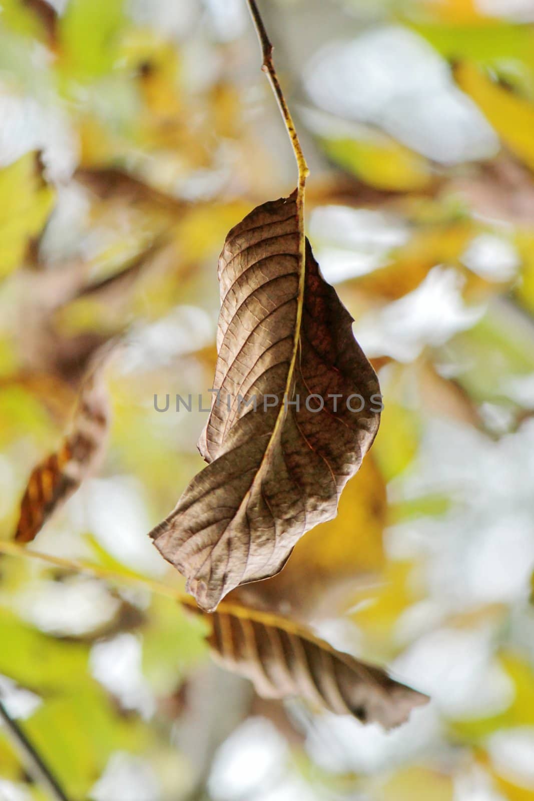 Close up of a brown dead leaf hanging of a tree in the forest