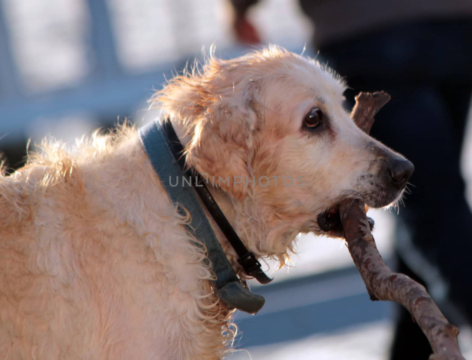 Wet labrador holding a piece of wood in his mouth and looking sad