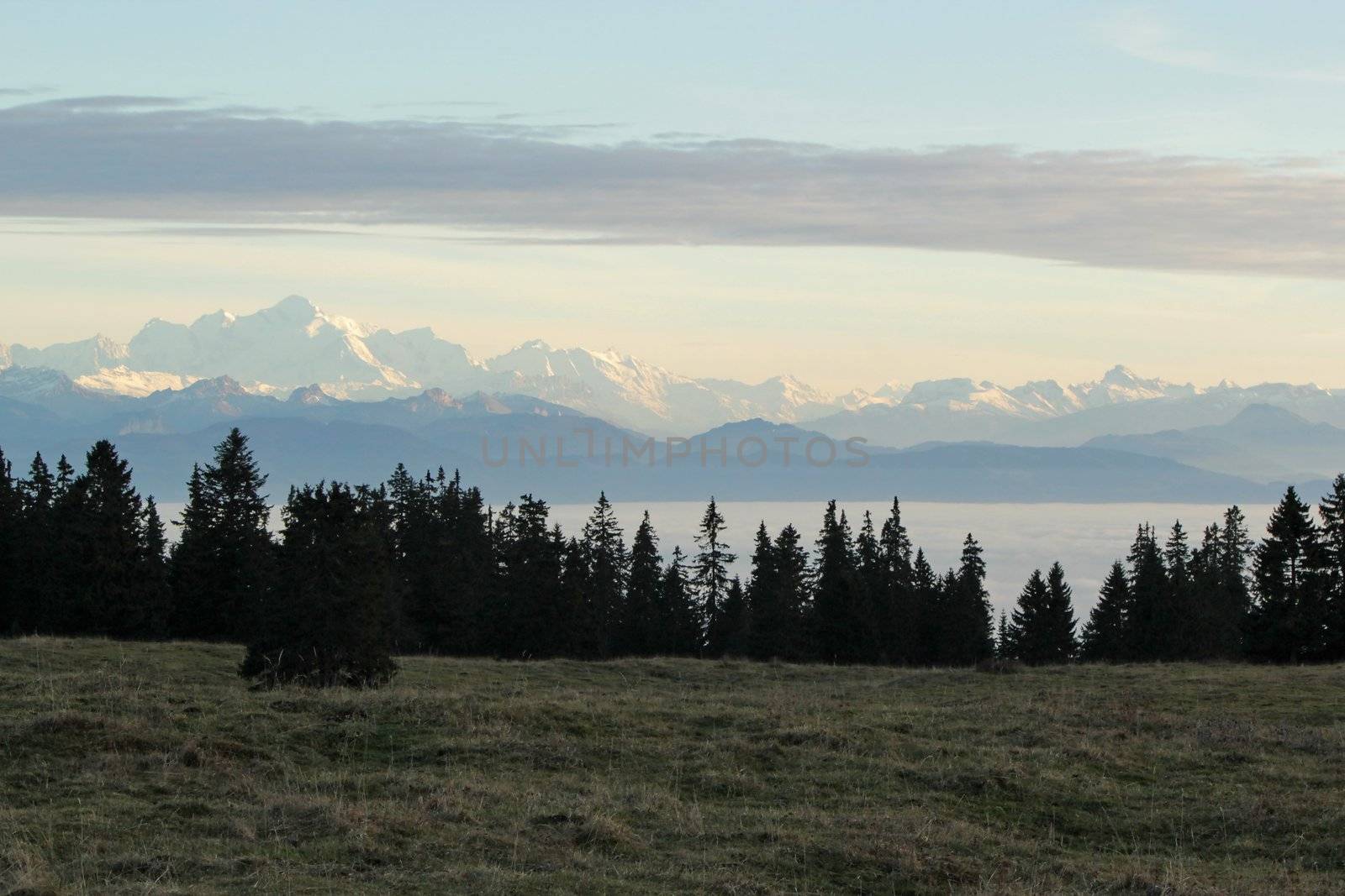 View on the Alps and Mont-Blanc upon the sea of fog from Jura mountain and fir trees, Switzerland