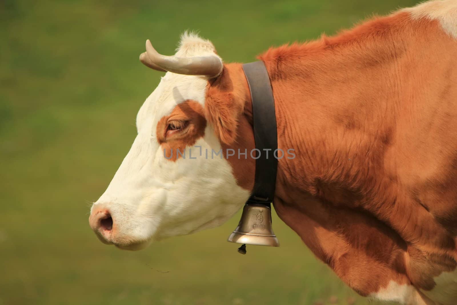 Beautiful profile portrait of a white and brown cow wearing a bell