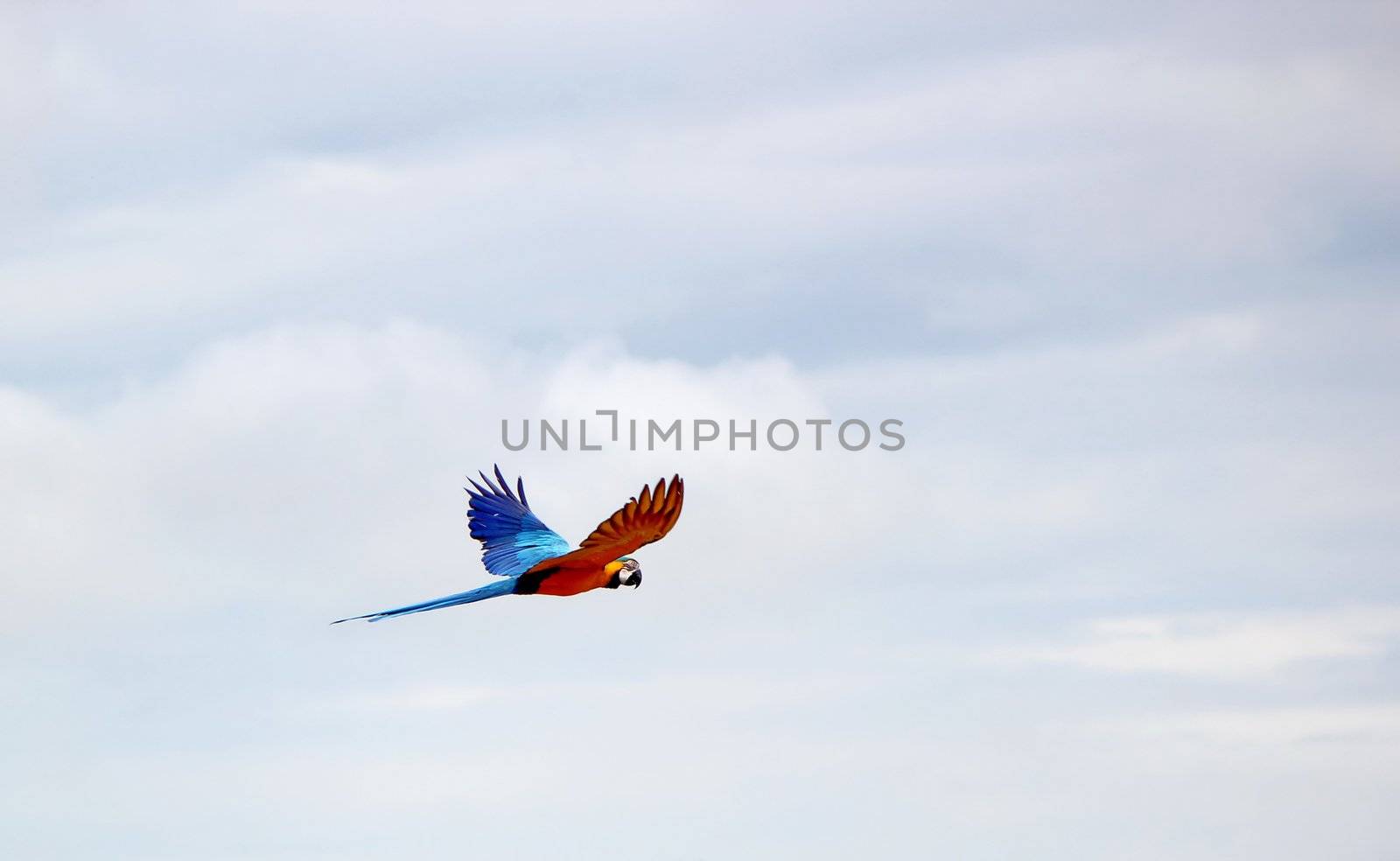 Blue and red ara macaw flying in cloudy sky