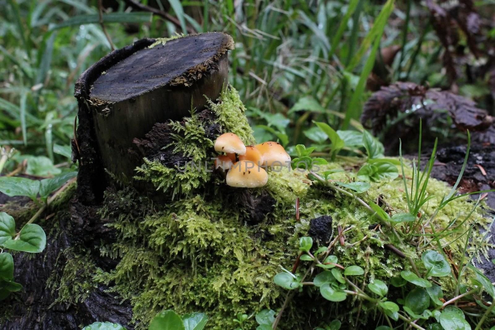 Few sulphur tuft - hypholoma fasciculare mushrooms on a trunk the woods
