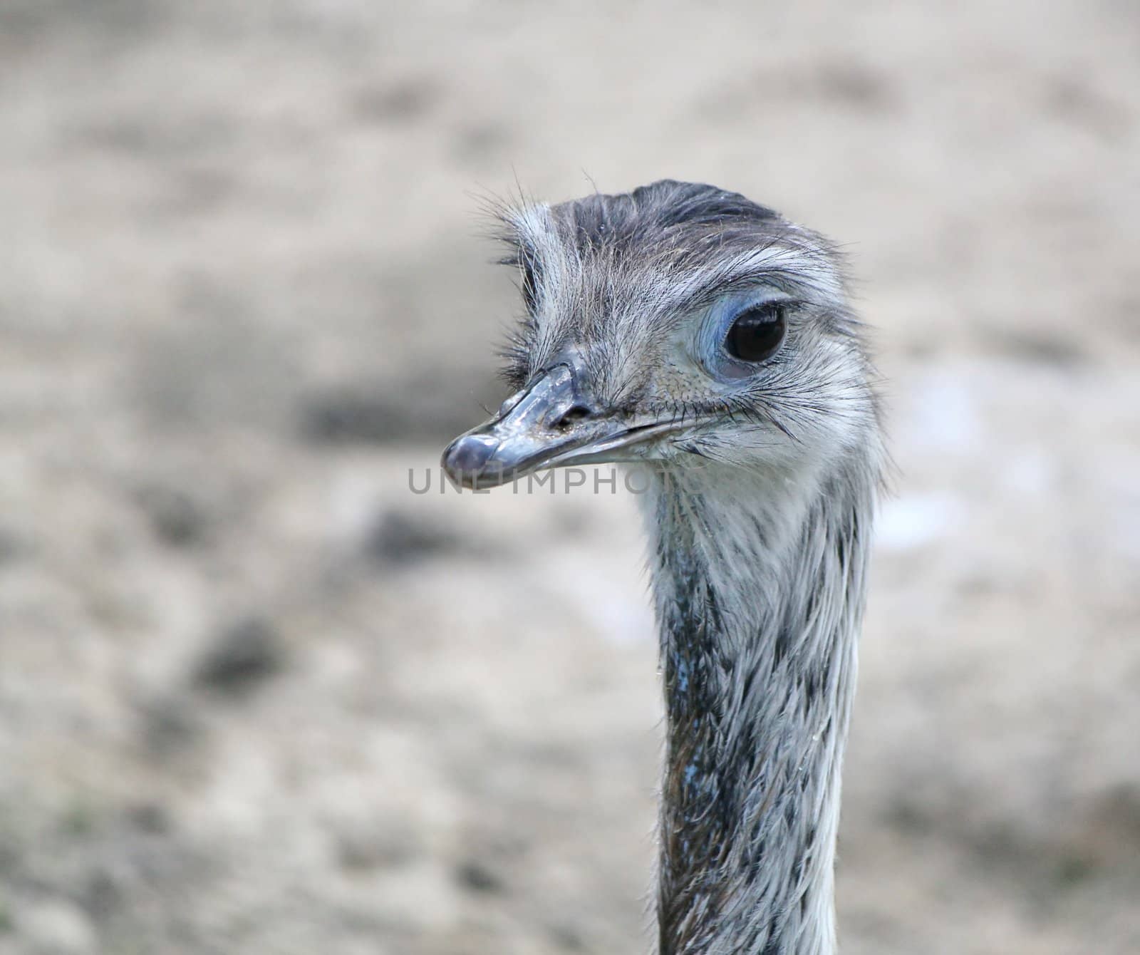 Close up of an emu face in blurry background