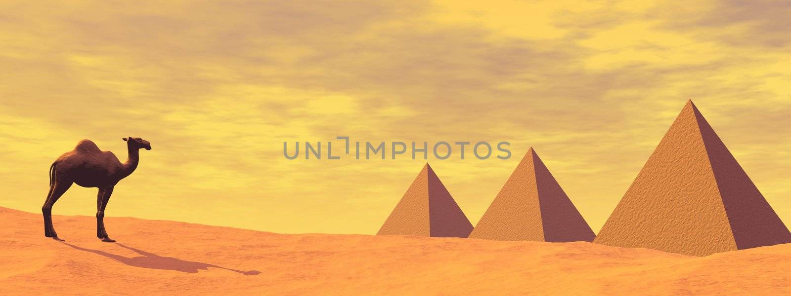 One camel standing in front of three mysterious pyramids in the desert by sunset