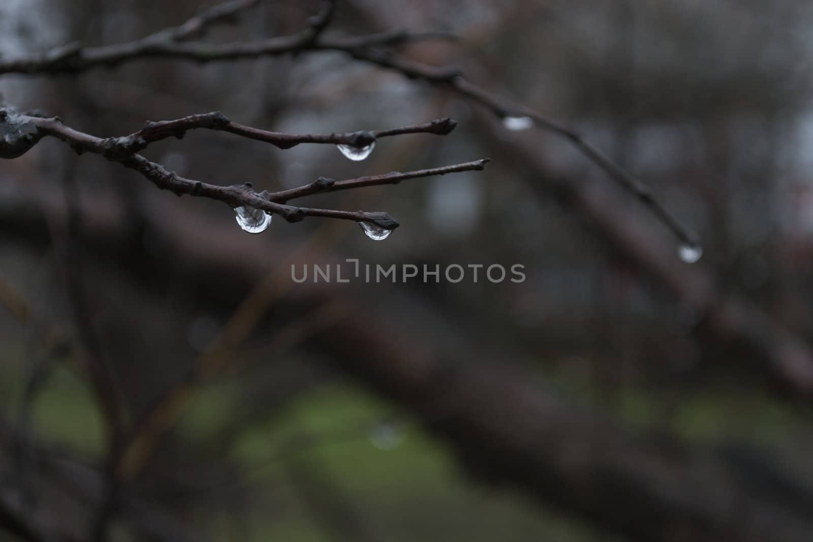 Raindrops on bare branches on a blurred background.