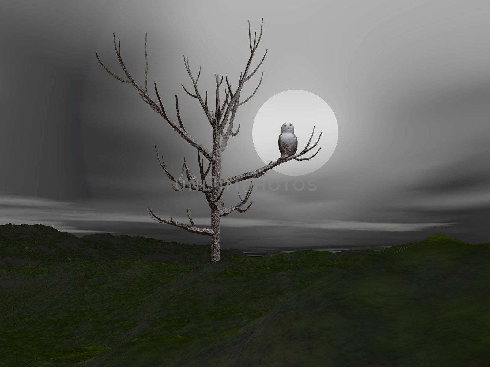 Owl and moonlight - 3D render by Elenaphotos21
