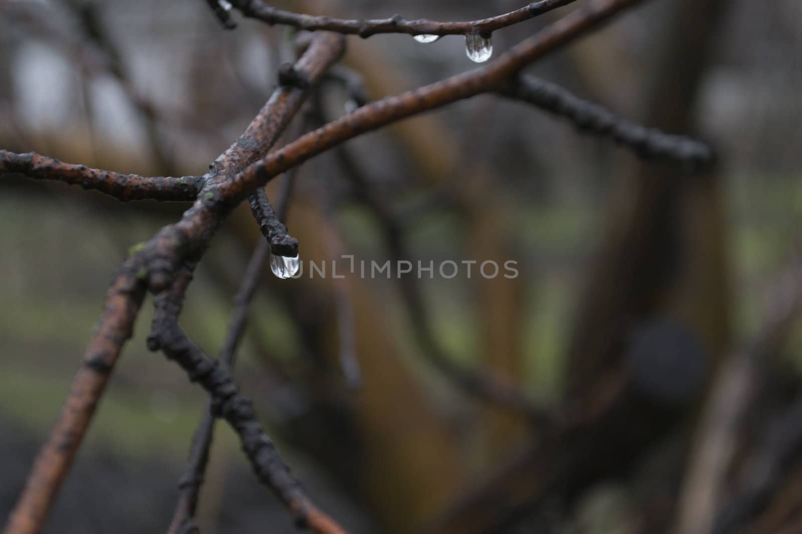 Raindrops on bare branches on a blurred background.