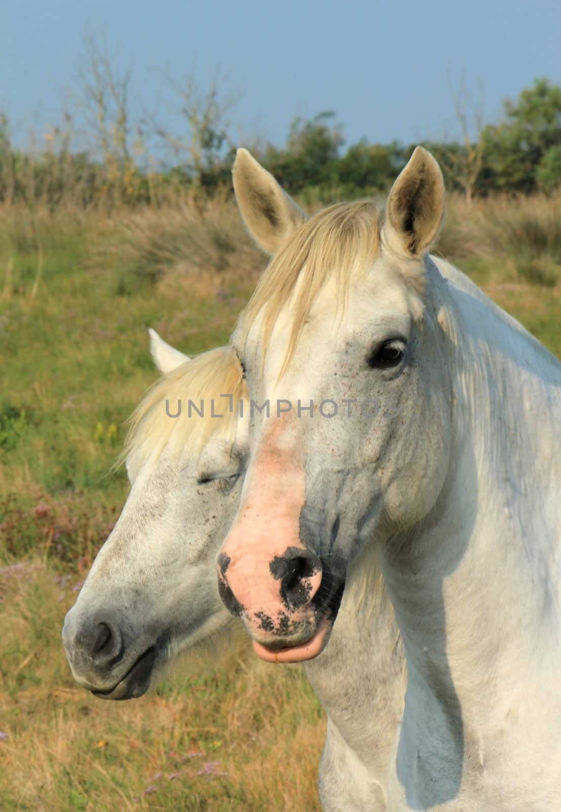 Portrait of a typical camargue white horses in nature, Camargue, France