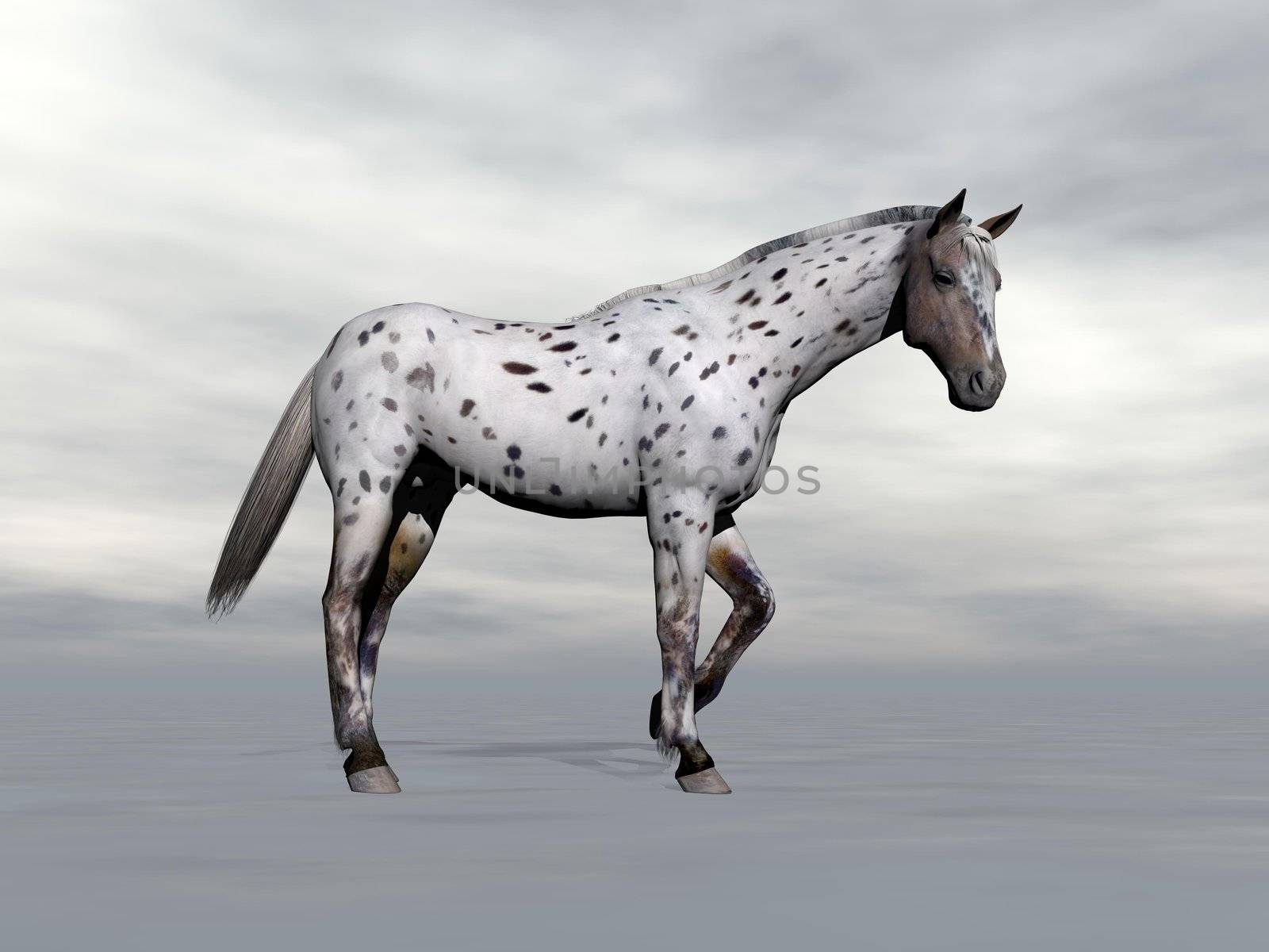Beautiful leopard appy horse standing in grey cloudy background