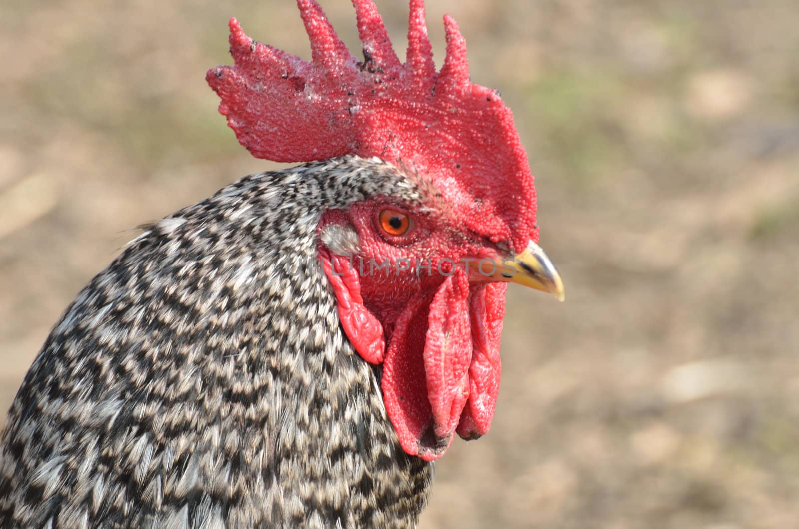 Red and Black chicken head