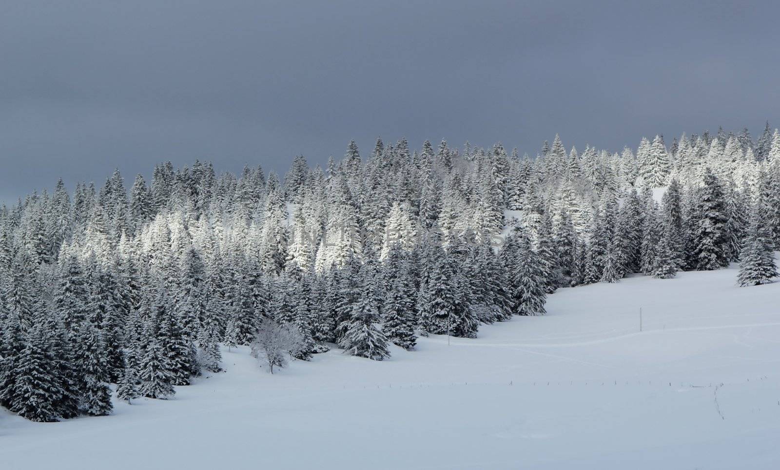 Fir tree in winter, Jura mountain, Switzerland by Elenaphotos21