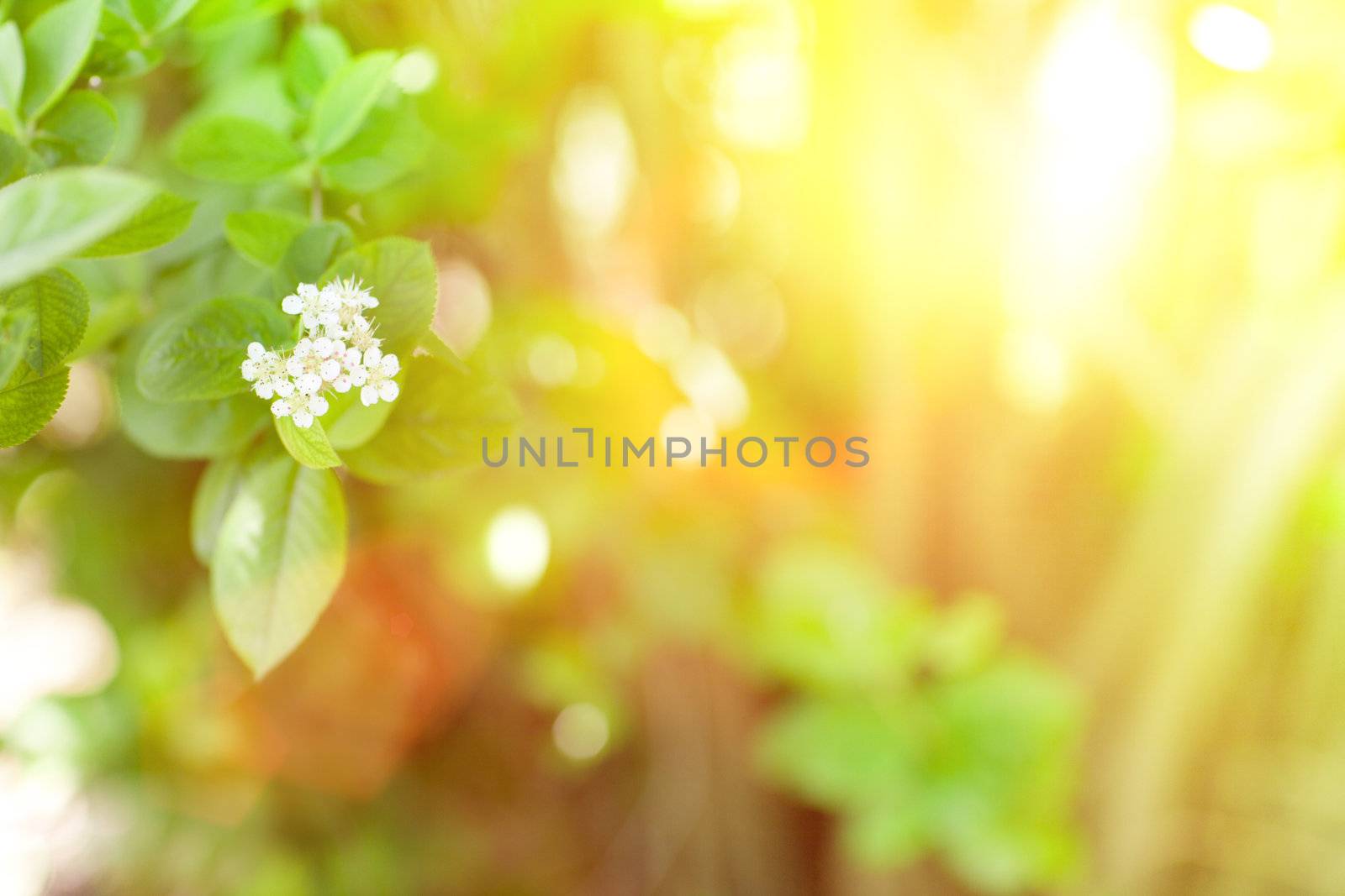 sunlight and flowers in spring