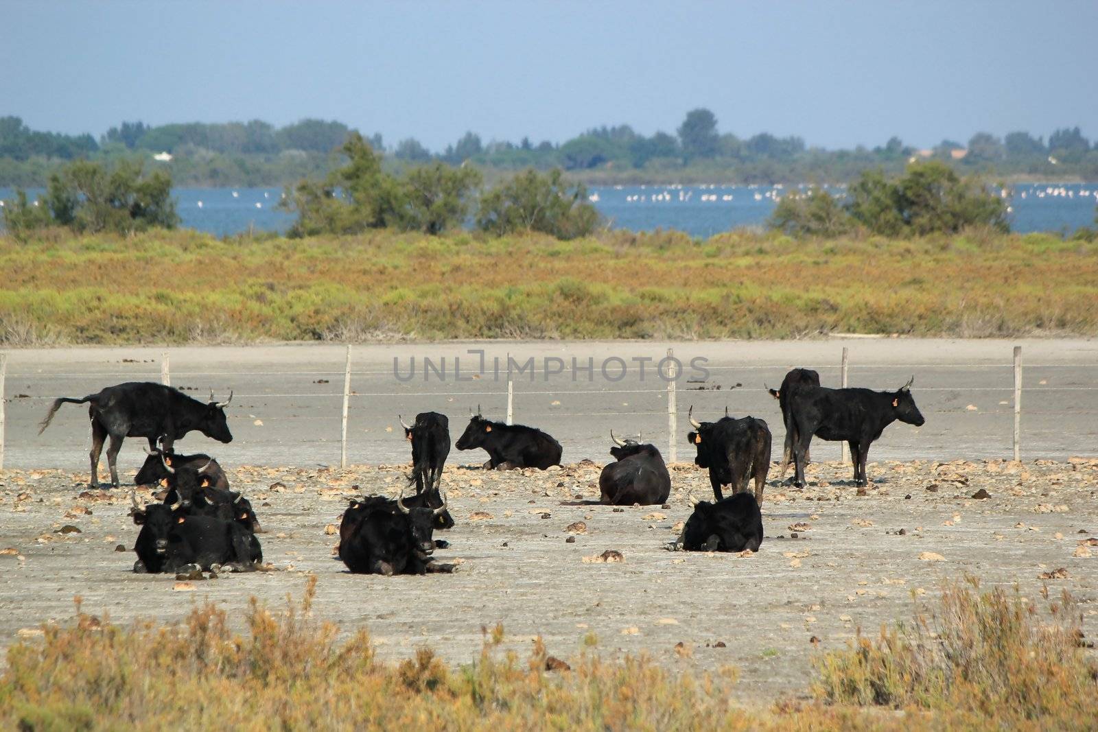 Typical bulls, Camargue, France by Elenaphotos21