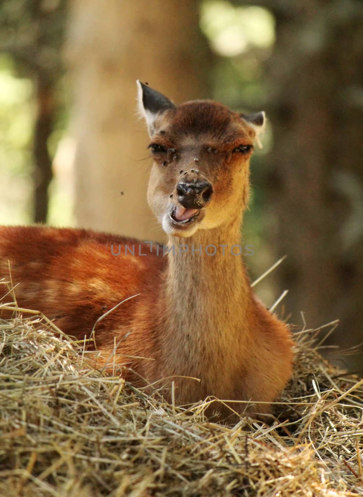 Doe lying on straw and relaxing in the woods with many flyes around