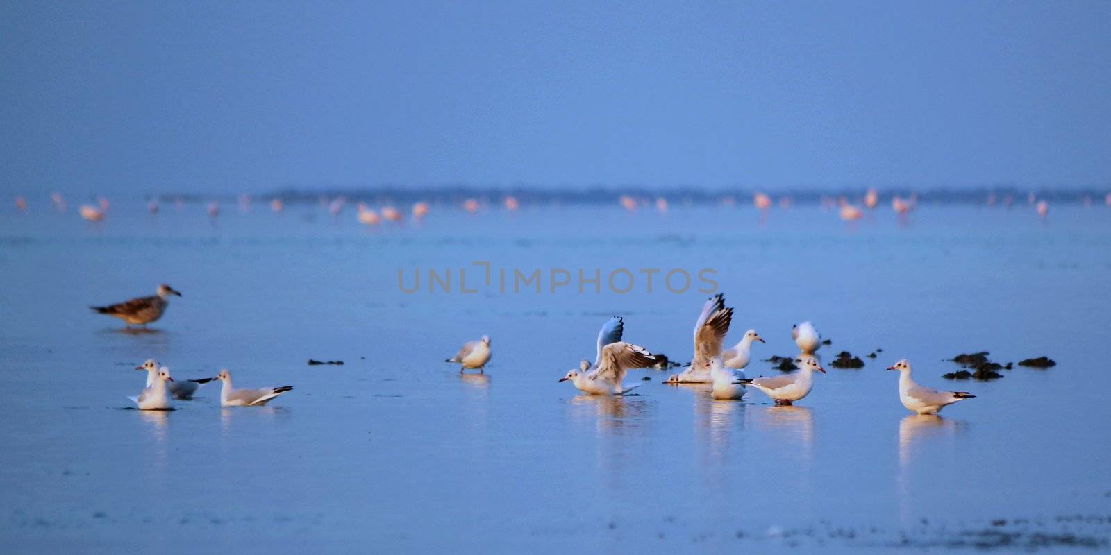 Group of seagulls standing on water, one with wings open, by sunset