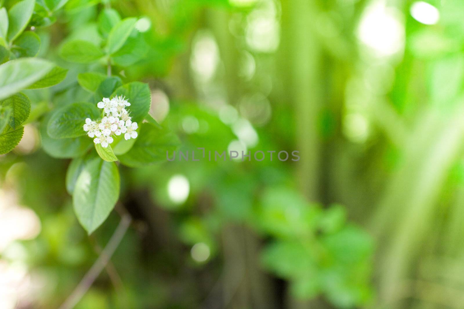 beautiful white flowers in spring