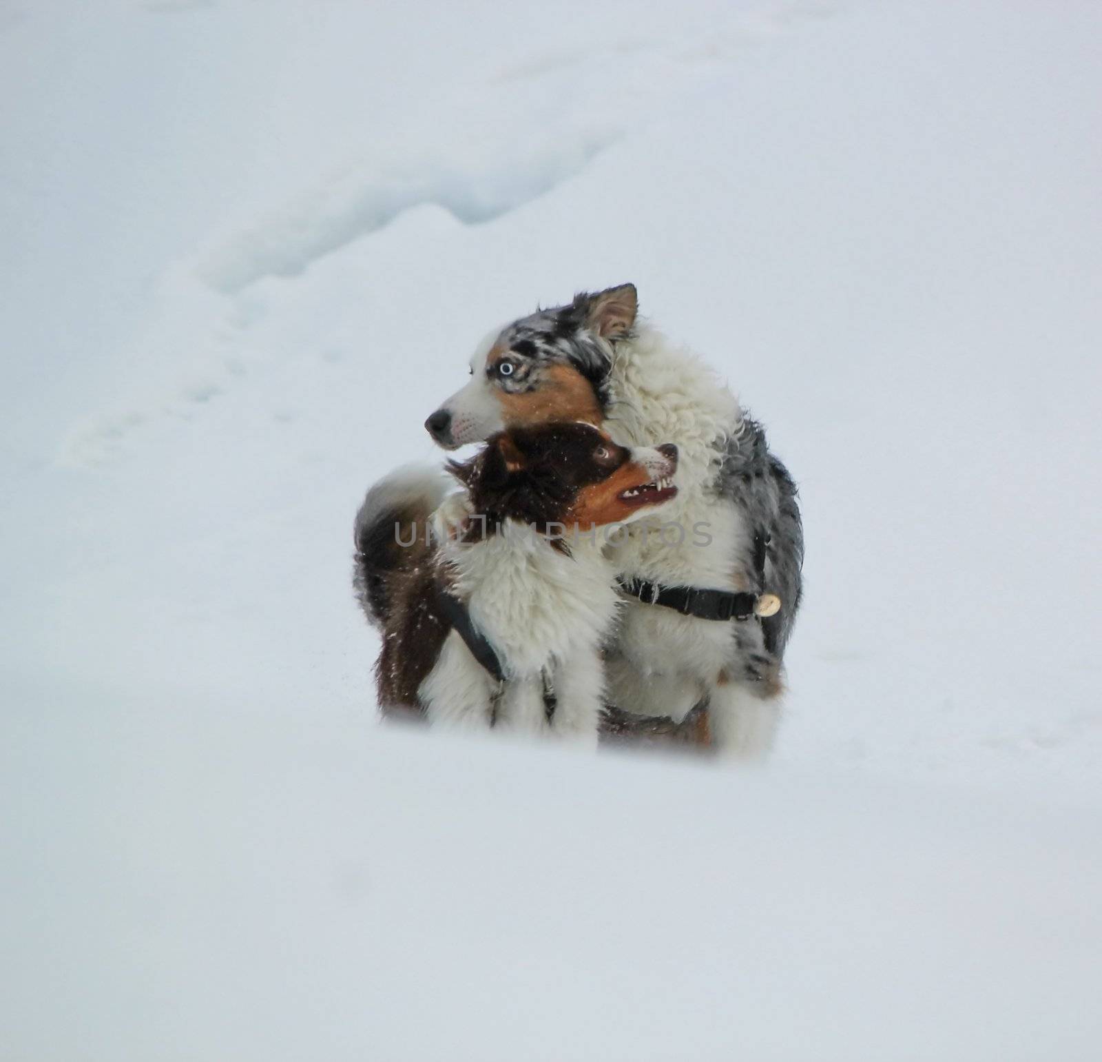 Female and male australian shepherd dogs standing together in the snow by winter day