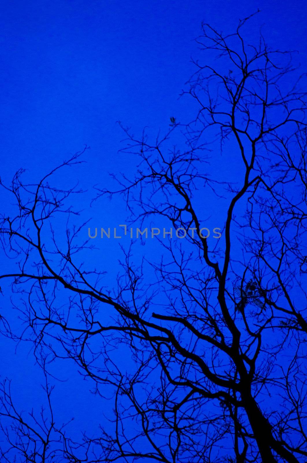 tree branches silhouettes at twilight, as creepy concepts.