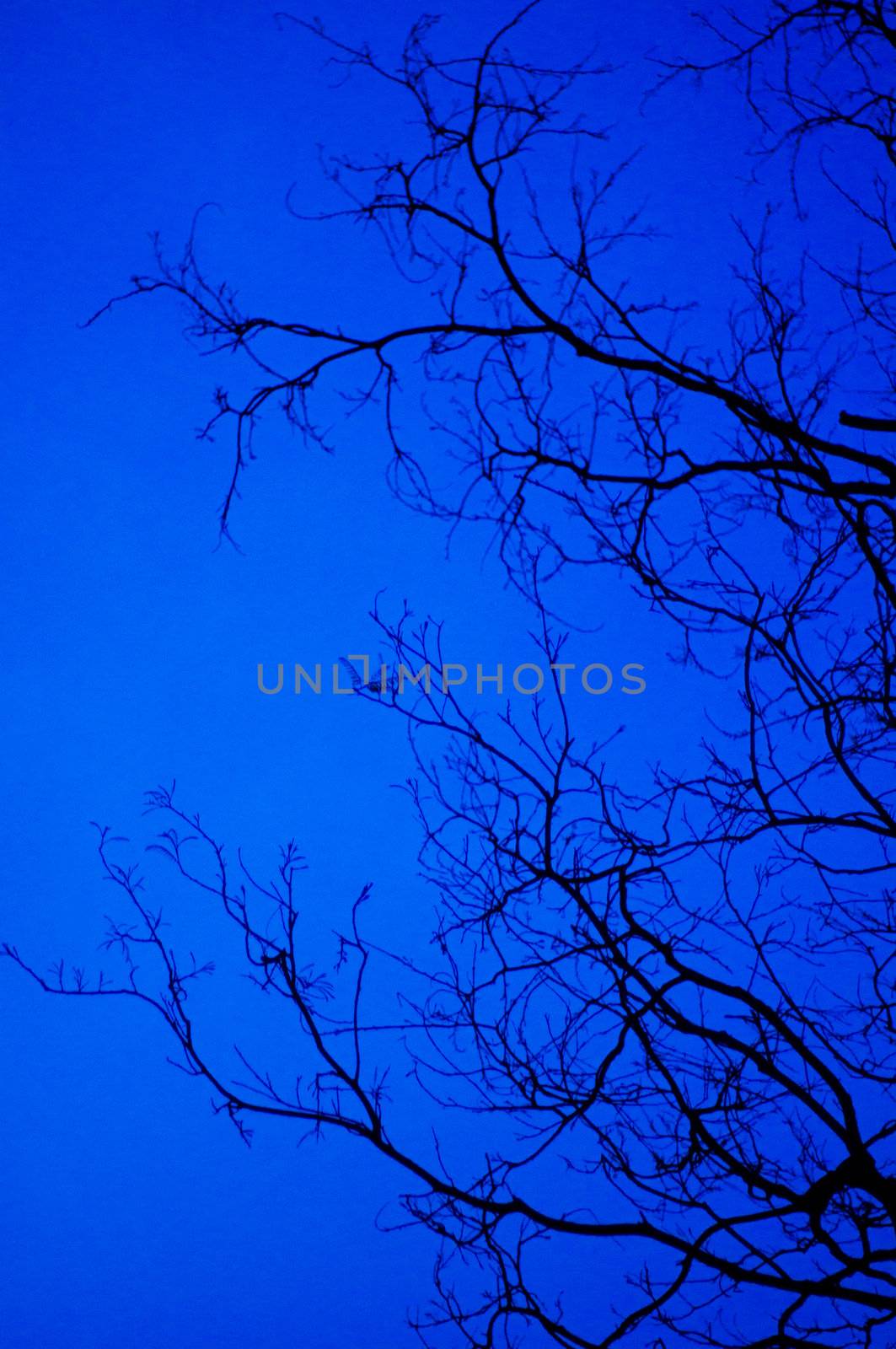 tree branches silhouettes at twilight, as creepy concepts.