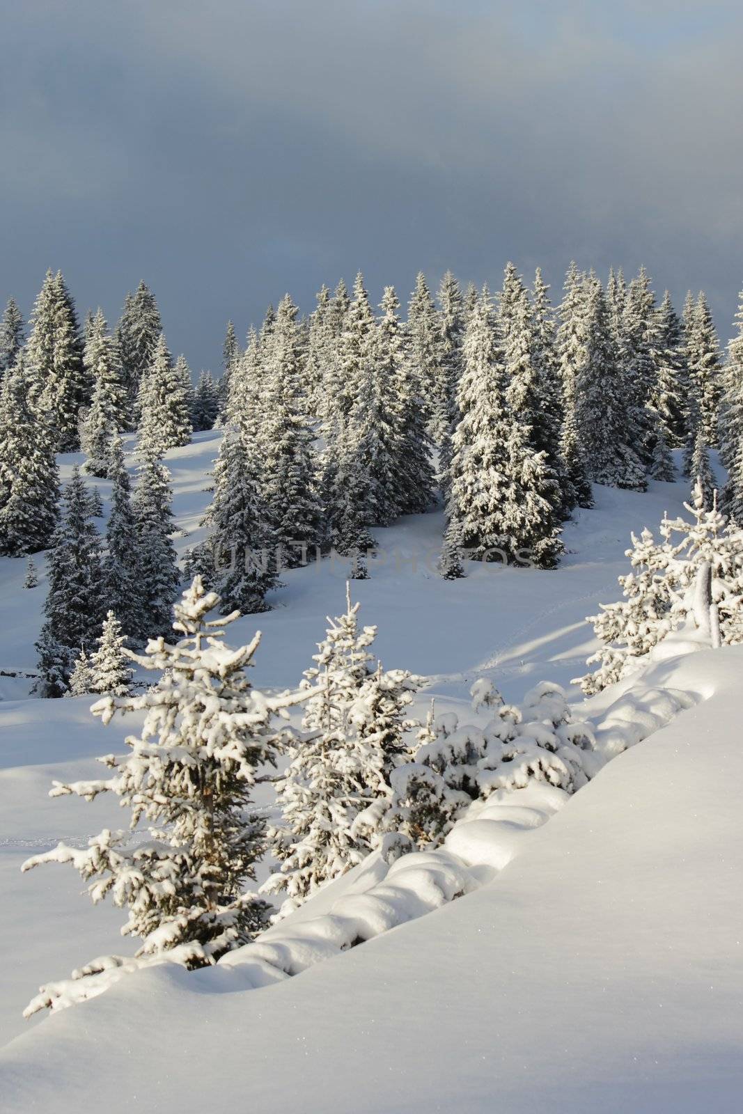 Beautiful fir trees covered with snow in the Jura mountain by cloudy day of winter, Switzerland