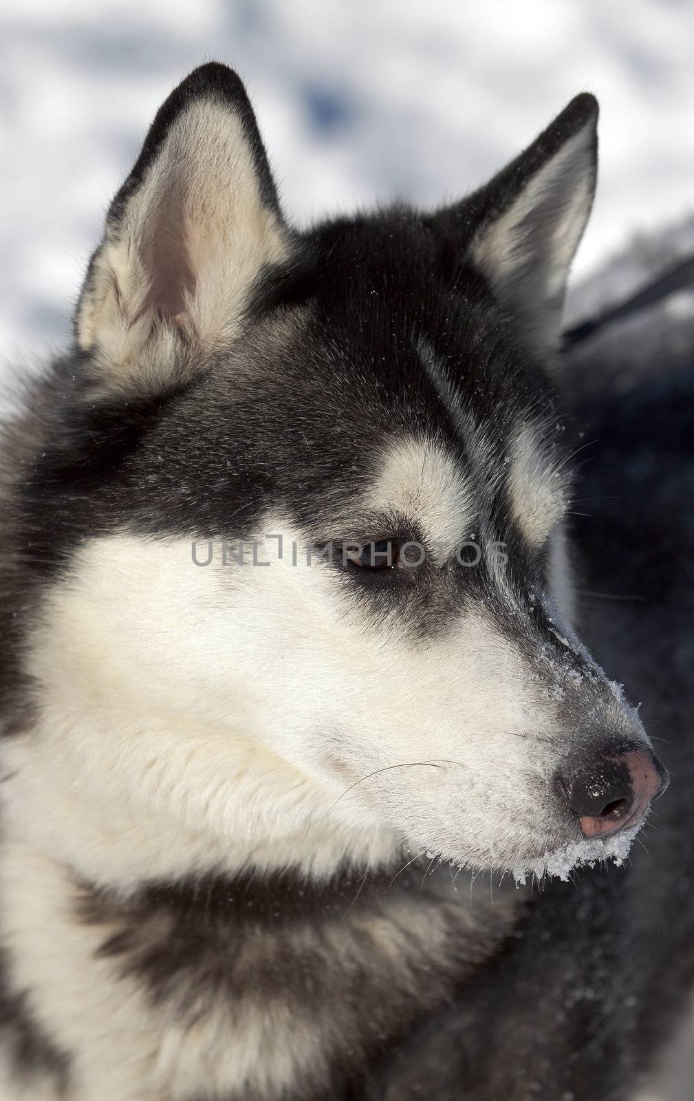 Photo beautiful adult dog, the Siberian Husky