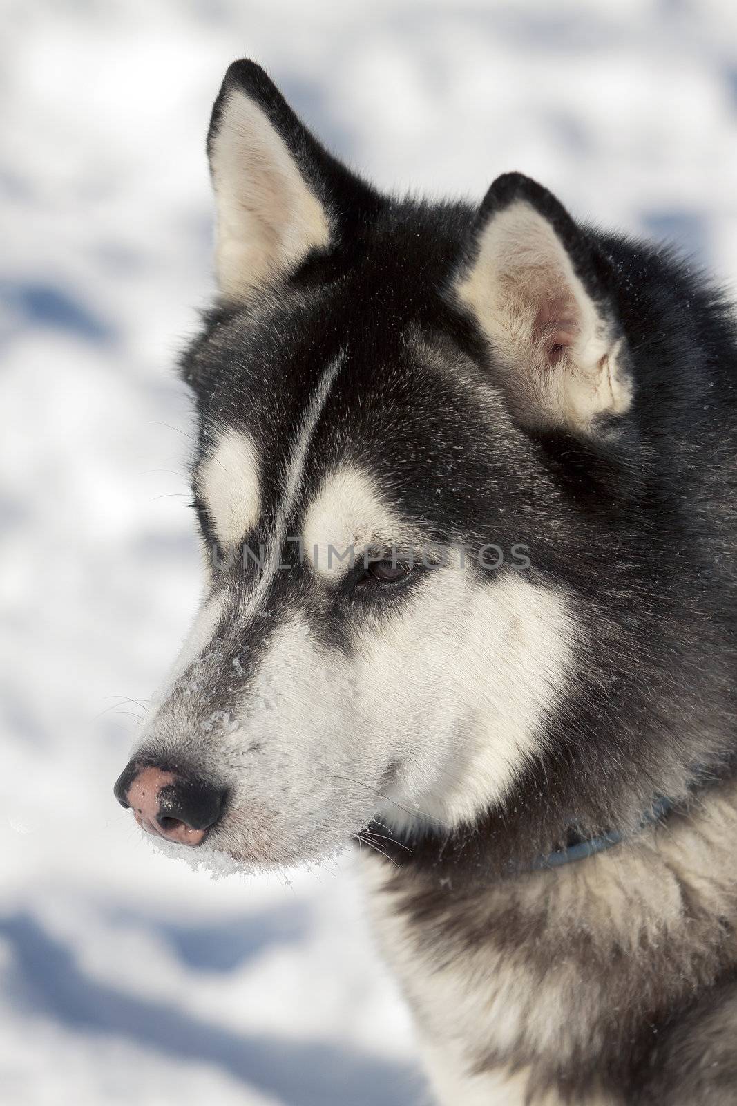 Photo beautiful adult dog, the Siberian Husky