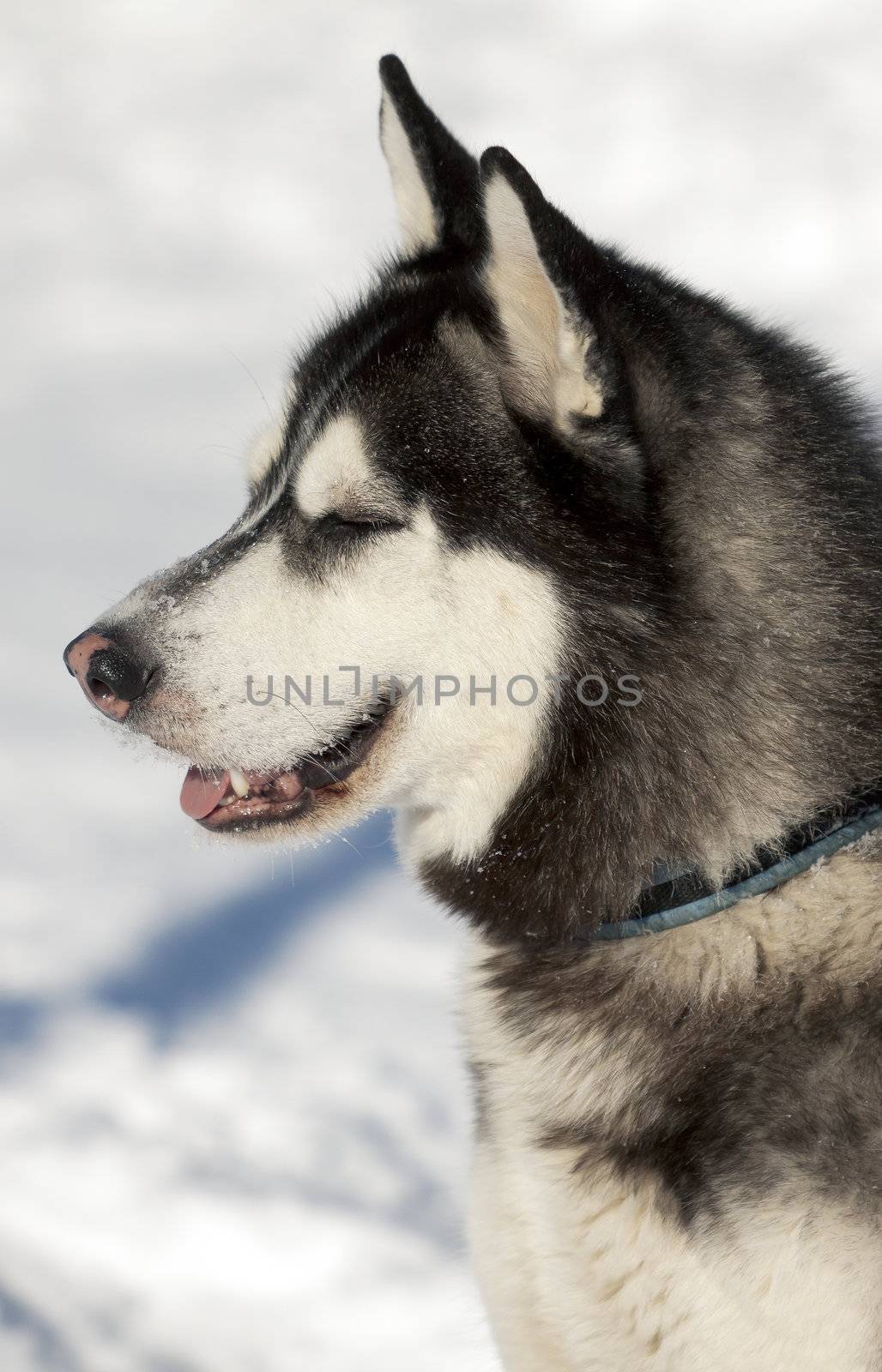 Photo beautiful adult dog, the Siberian Husky