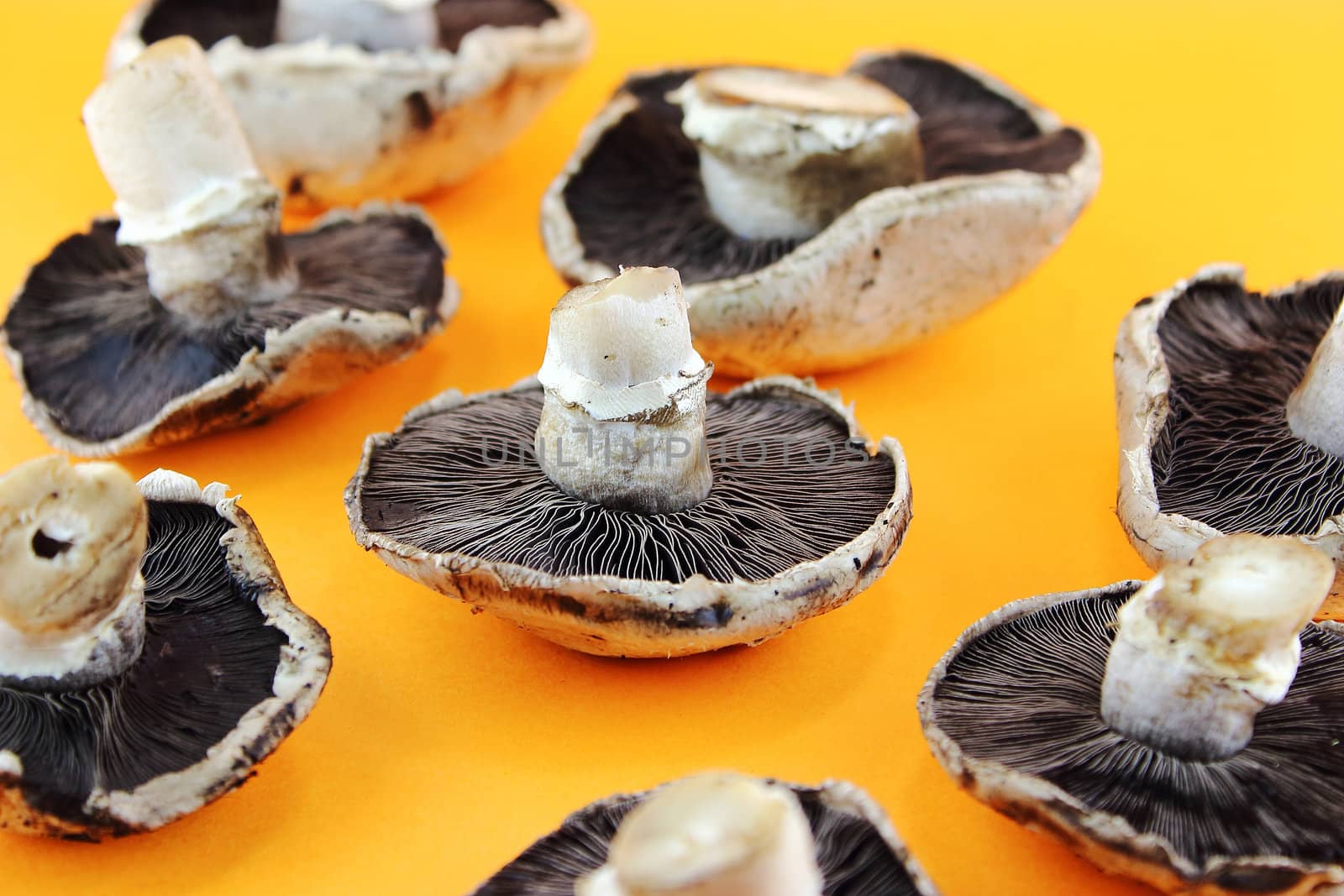 button mushrooms, champignons on orange background.