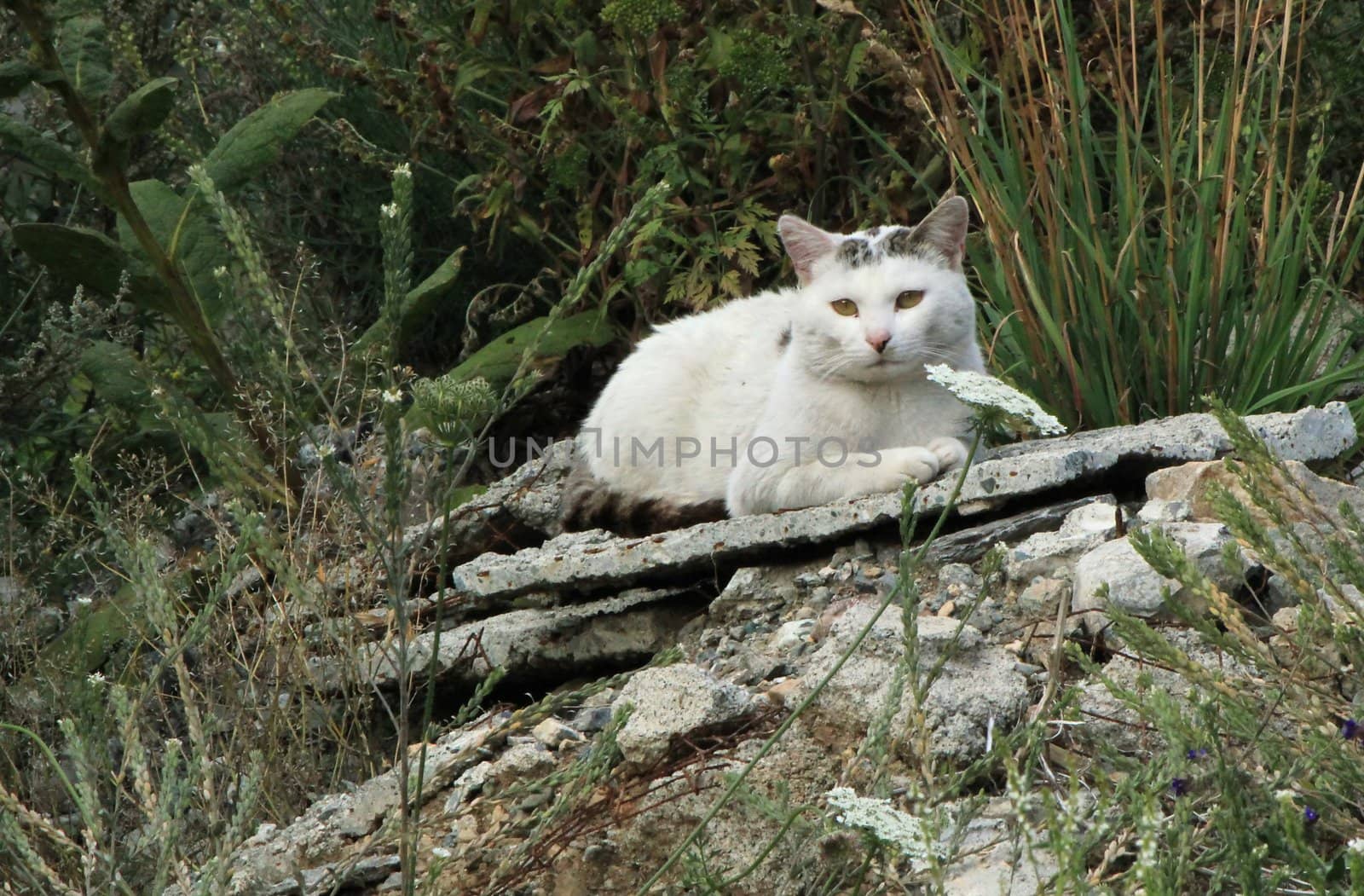 Cat relaxing outdoors by Elenaphotos21