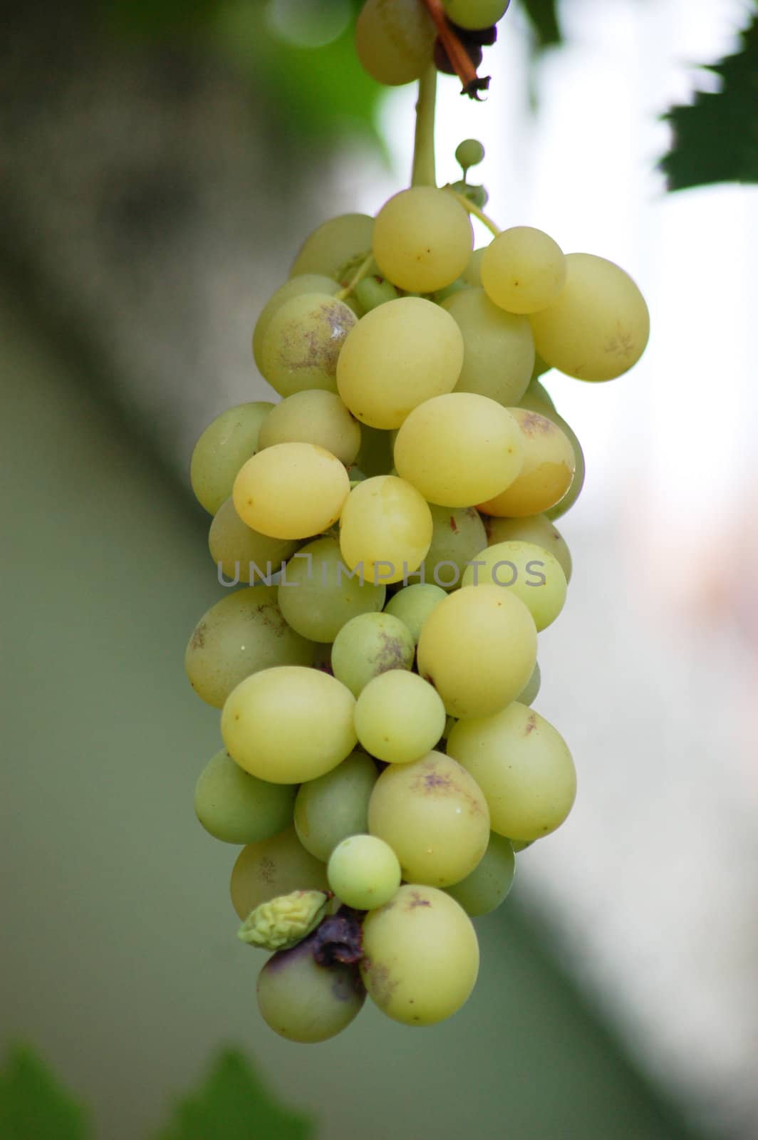 grape