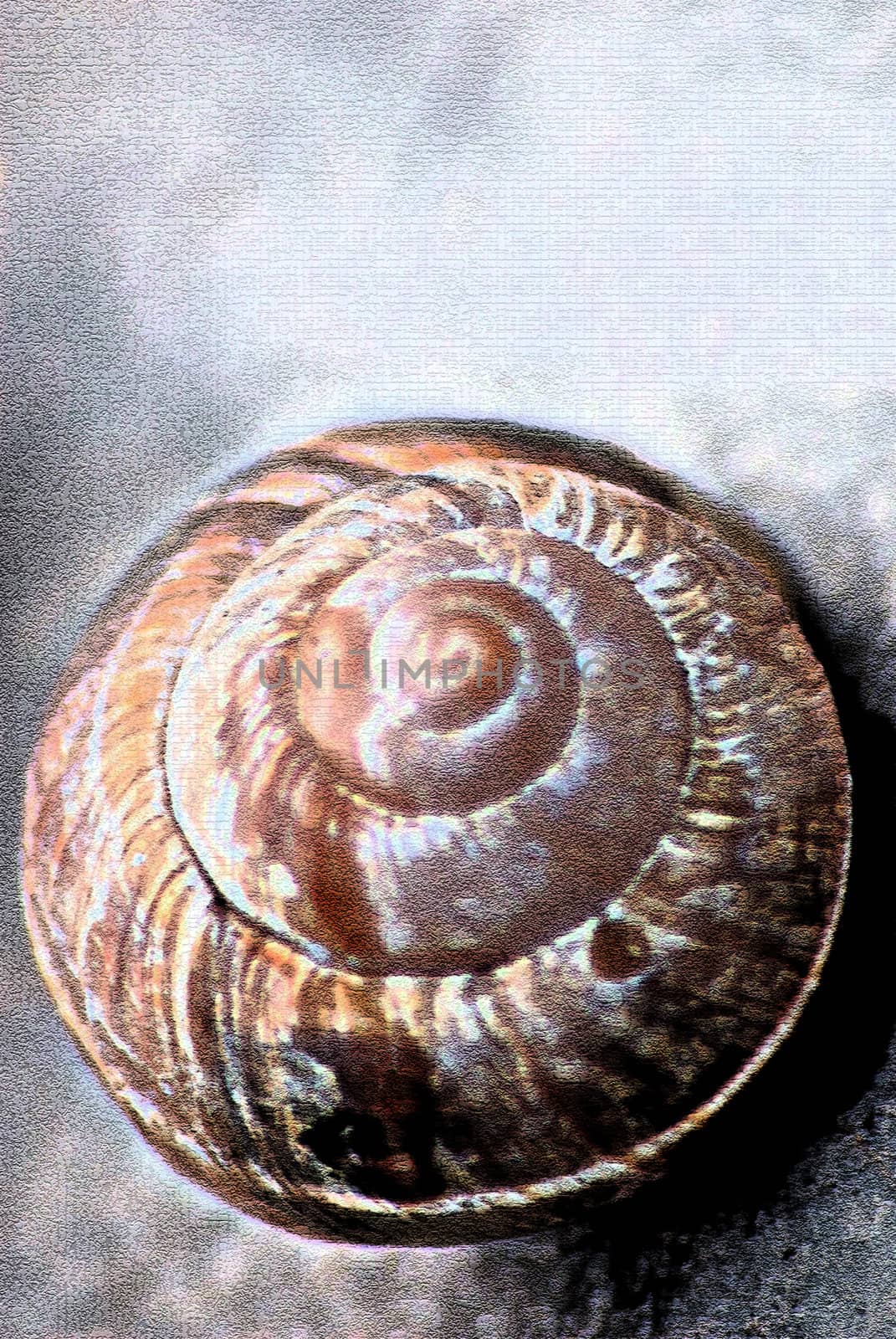 snail