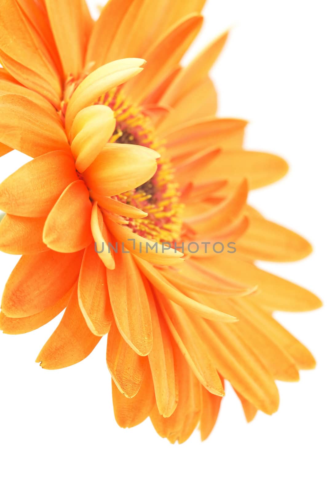 gerbera daisy