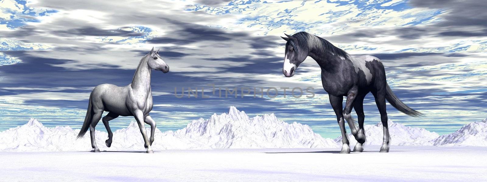 One colorful male and one white female horses meeting by cloudy winter