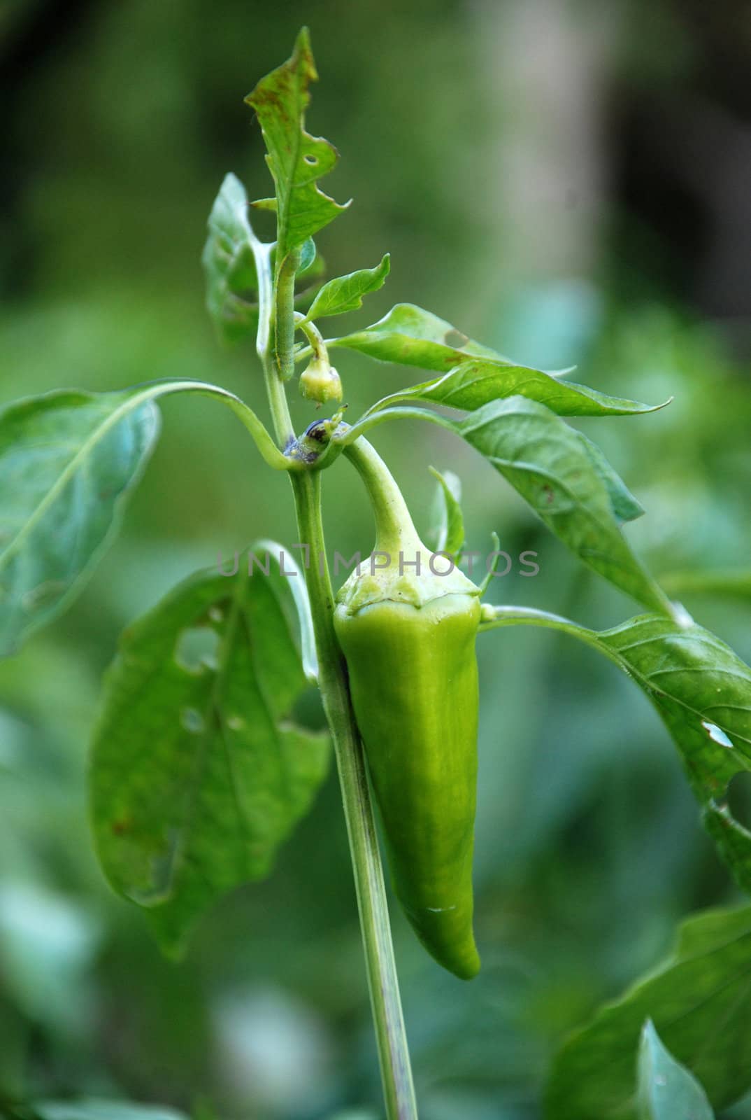 green -paprika