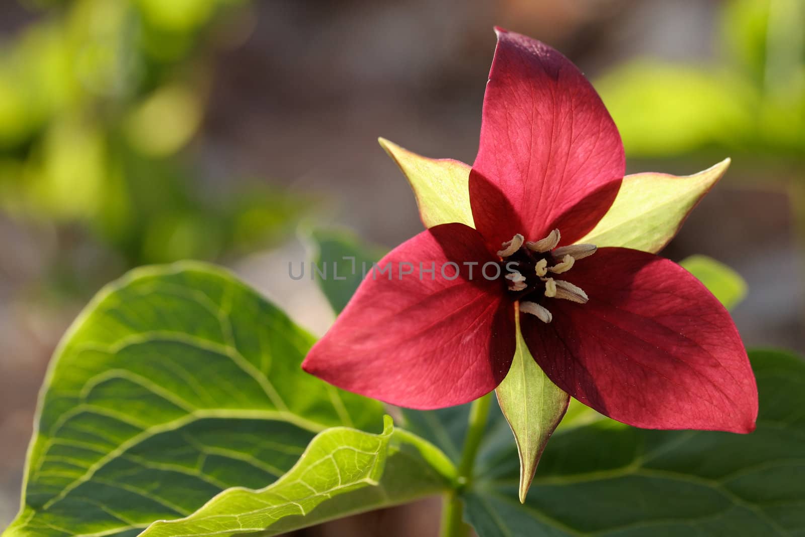 Red trillium flower on a sunny afternoon, against the light. Also called wakerobin or birthroot