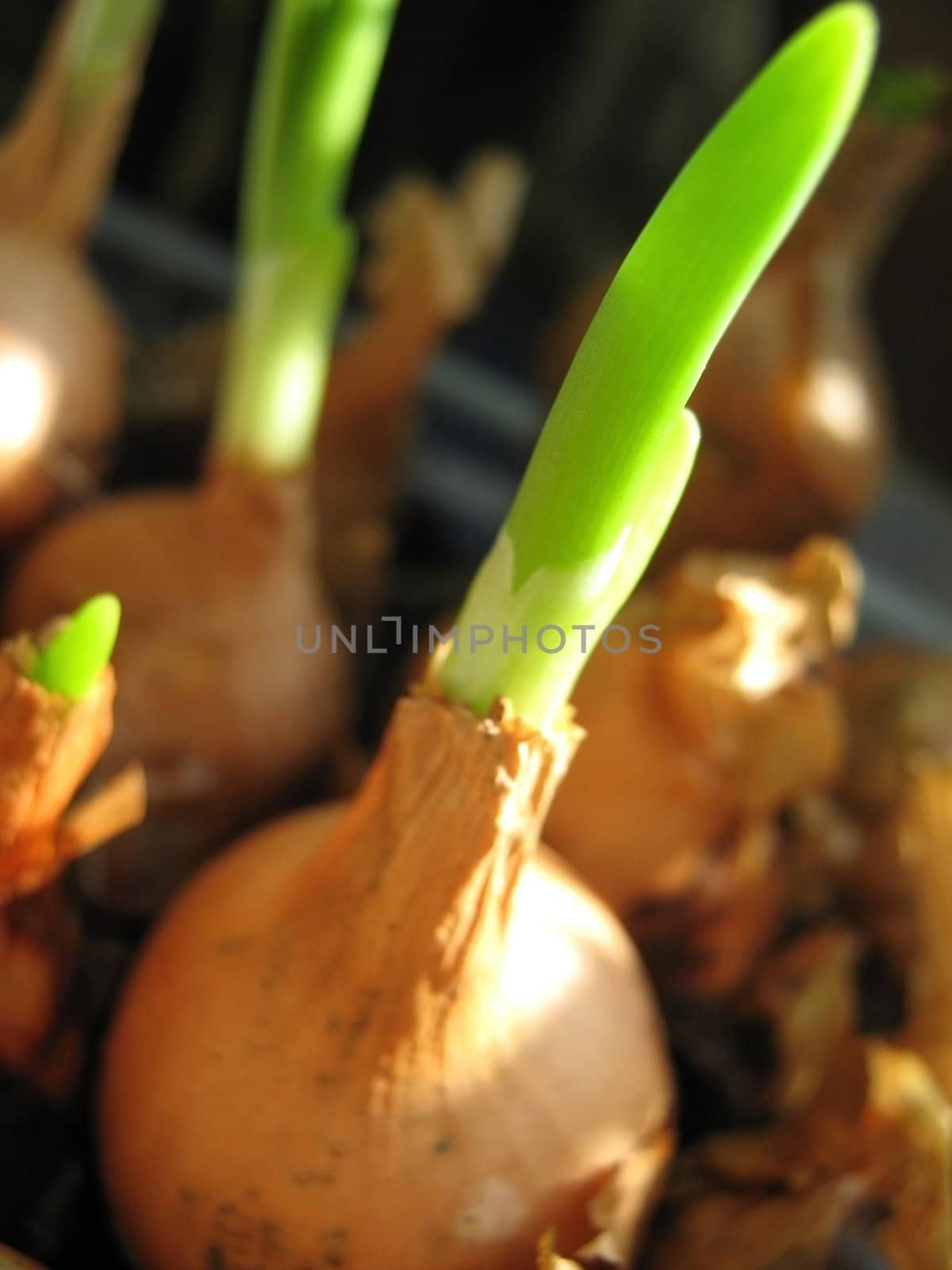  bulb and juicy young green shoot, macro