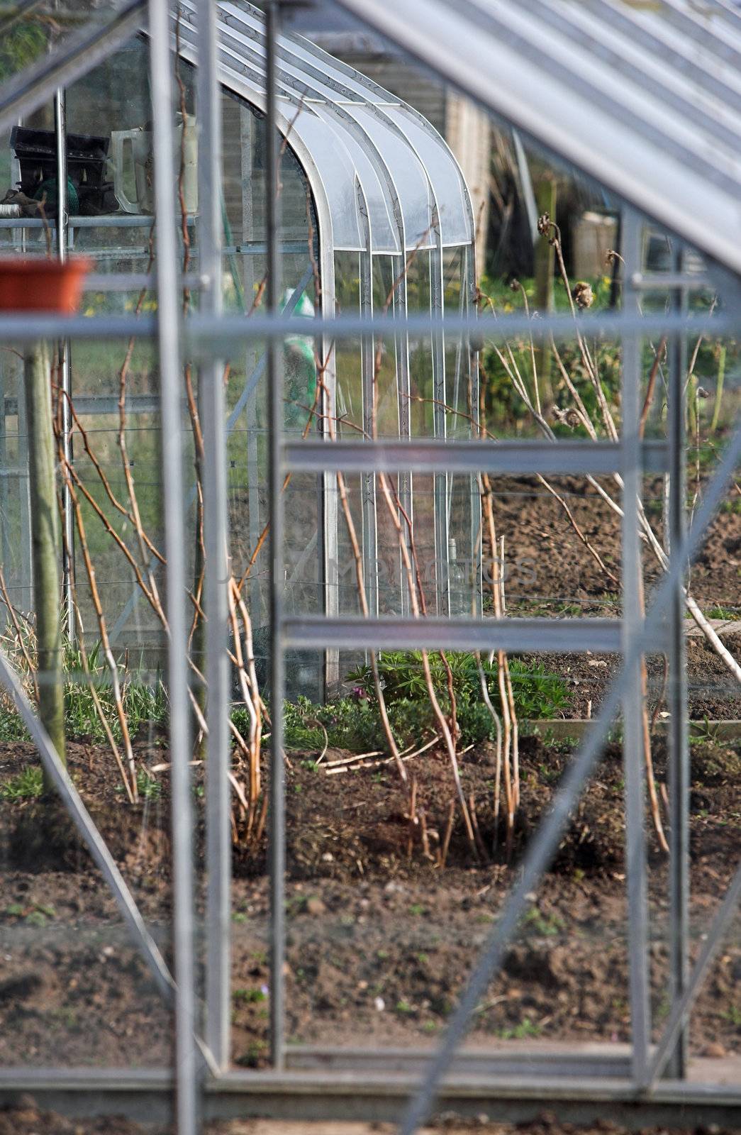 Glasshouses on an allotment, one seen through another