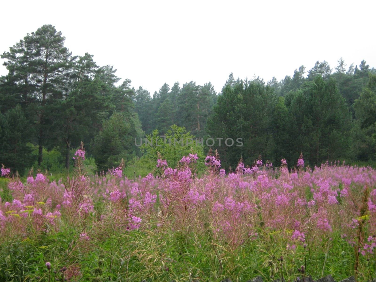 glade with willow-herb in the forest