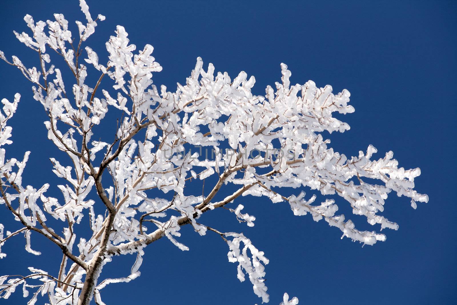 Trees covered with ice in march