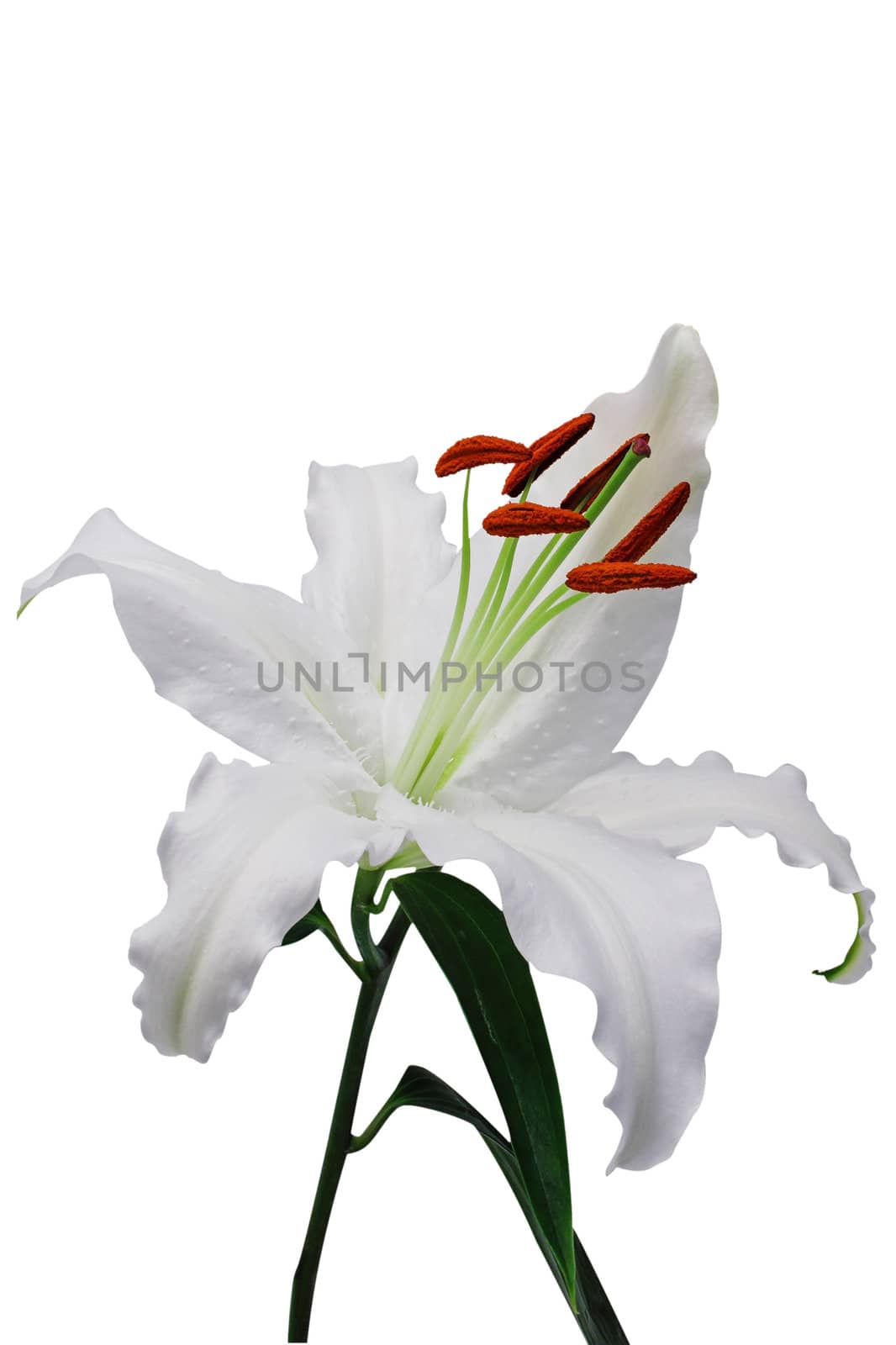 A beautiful lily flower. 1st of series