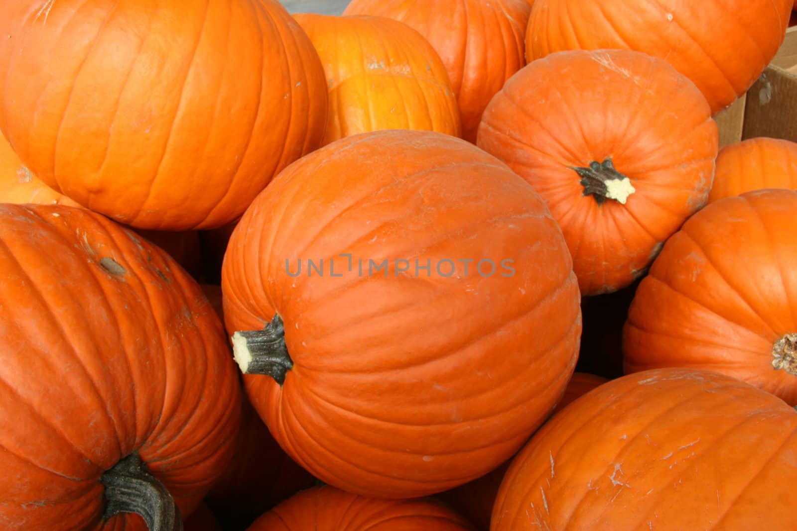 Pumpkinn by Imagecom