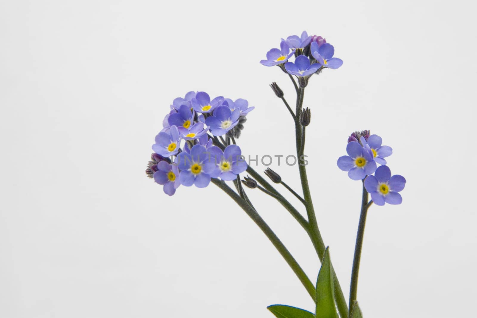Forget-me-nots on white with room for copy
