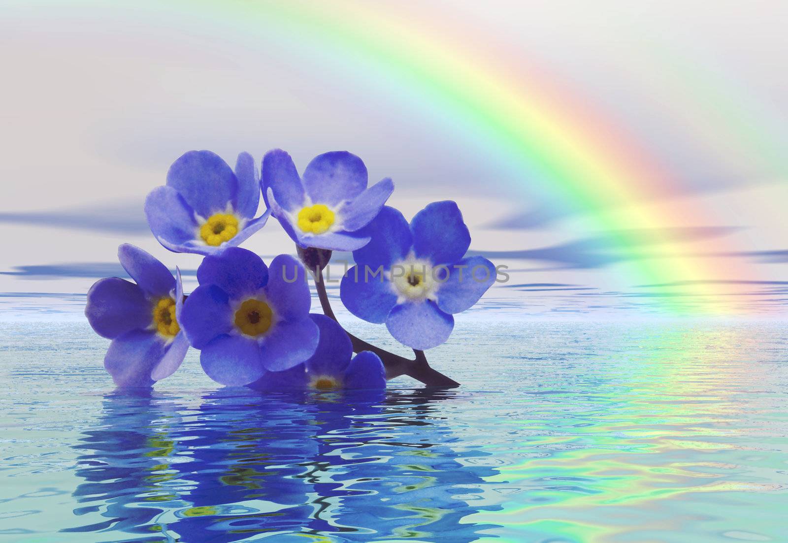 A discarded forget-me-not floats on the water with a rainbow in the background