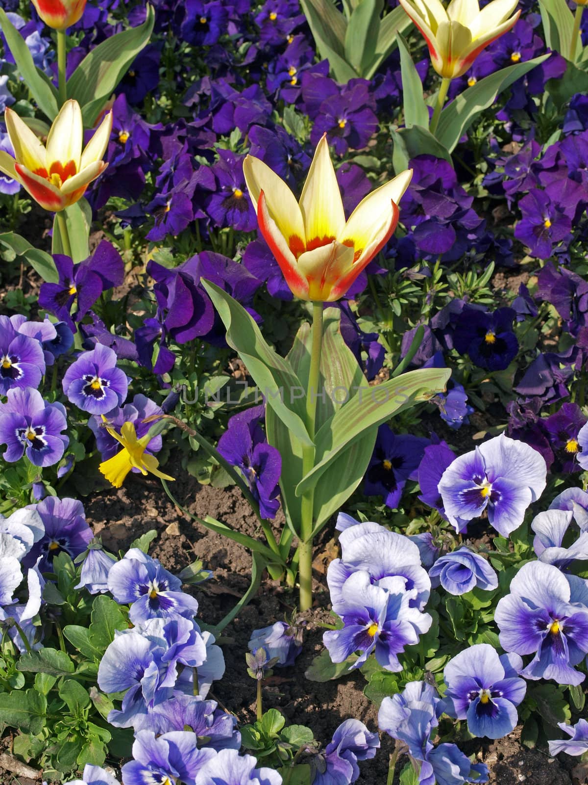 Close-up of tulips and pansies in early spring.