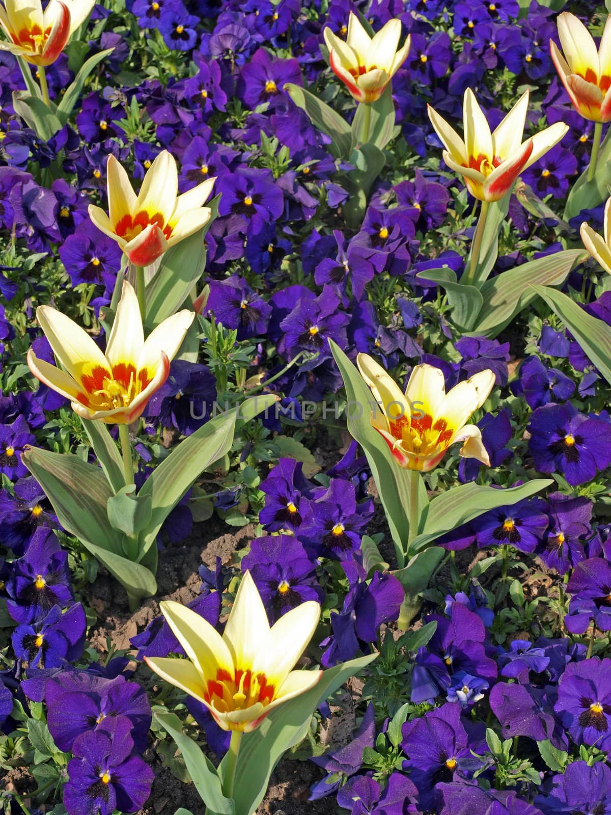 Tulips and pansies in a formal flower bed.