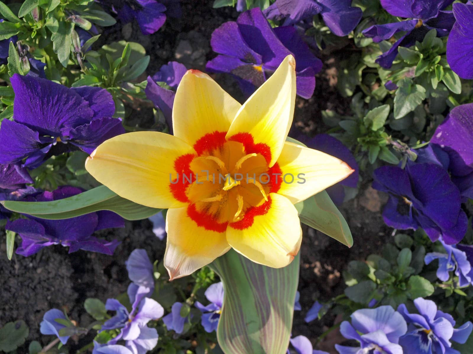 Close-up photo of tulips and pansies in a formal flower bed.